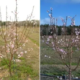 thumbnail for publication: Training and Pruning Florida Peaches, Nectarines, and Plums